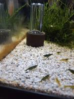 Green jade, Dieren en Toebehoren, Vissen | Aquariumvissen, Kreeft, Krab of Garnaal