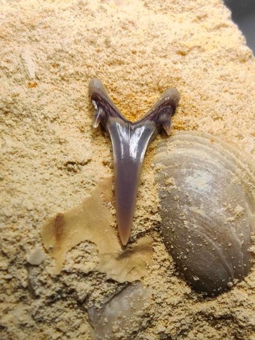 Fossiele Haaientand - laat Krijt - Sibbergroeve, Verzamelen, Mineralen en Fossielen, Fossiel, Ophalen of Verzenden