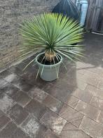 Yucca rostrata winterhard palmlelie, Ophalen, Overige soorten, Volle zon