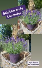 Lavendel Lavandula angustifolia Essence Purple Vaste Plant, Volle zon, Vaste plant, Zomer, Ophalen