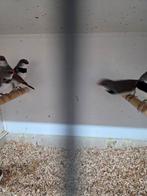 Diamant vinken, Dieren en Toebehoren, Vogels | Overige Vogels, Meerdere dieren