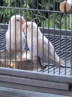 Koppel agapornissen fischeri opaline dilute, Dieren en Toebehoren, Meerdere dieren, Dwergpapegaai of Agapornis