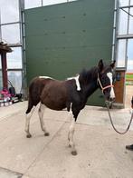 Mooie hengst, Dieren en Toebehoren, Paarden en Pony's | Dekhengsten en Fokmerries, Hengst