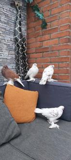 Duiven, Dieren en Toebehoren