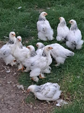 Brahma kippen [kuikens] beschikbaar voor biedingen
