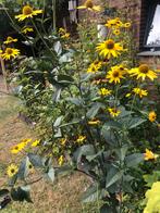 Zonneoog tuinplant, Overige soorten, Volle zon, Vaste plant, Ophalen of Verzenden