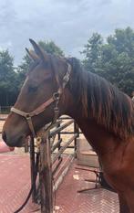 Mooie 1 jarige sping merrie, Merrie, Tuigpaard