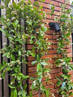 De laatste 3 Red Robin Glansmispel / Photinia, Tuin en Terras, Planten | Struiken en Hagen, Ophalen, Overige soorten, Struik, 100 tot 250 cm