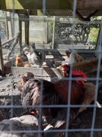 Broedeieren cochin kriel en zijderhoender., Meerdere dieren, Kip