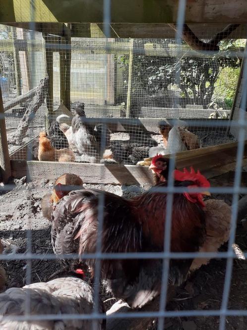 Broedeieren cochin kriel en zijderhoender., Dieren en Toebehoren, Pluimvee, Kip, Meerdere dieren