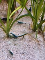 Blauwe garnalen, Dieren en Toebehoren, Vissen | Aquariumvissen, Kreeft, Krab of Garnaal