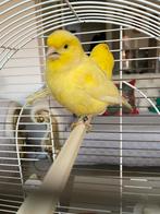 Mooi prachig een koppel broedrijp geel kleure kanaries, Dieren en Toebehoren, Vogels | Kanaries, Meerdere dieren, Kleurkanarie