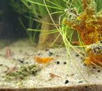 Jonge neocaridina garnalen, Dieren en Toebehoren, Kreeft, Krab of Garnaal, Zoetwatervis