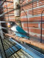 Agapornis Personata, Dieren en Toebehoren, Geslacht onbekend, Dwergpapegaai of Agapornis, Tam