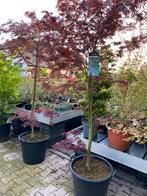 Acer Samu nagashi op stam, Tuin en Terras, Planten | Bomen, Bolboom, Ophalen