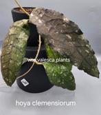 Hoya clemensiorum nr 3, Overige soorten, In pot, Minder dan 100 cm, Bloeiende kamerplant