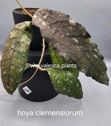 Hoya clemensiorum nr 3 beschikbaar voor biedingen