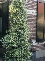 Toscaanse Jasmijn, de goedkoopste!! Vanaf € 5,95 per stuk., Ophalen, Volle zon, Vaste plant, Klimplanten