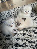 Prachtige lieve ragdoll kittens, Ingeënt, Poes