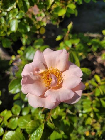 Rosa Checkmate biologische klimroos van de Bierkreek  beschikbaar voor biedingen