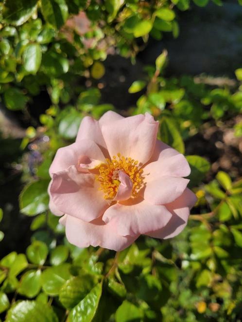 Rosa Checkmate biologische klimroos van de Bierkreek, Tuin en Terras, Planten | Tuinplanten, Vaste plant, Overige soorten, Volle zon