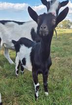 Mooi bonte jonge geit, Dieren en Toebehoren, Schapen, Geiten en Varkens, Vrouwelijk, Geit