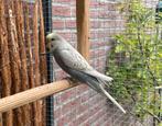 Grasparkieten, Dieren en Toebehoren, Mannelijk