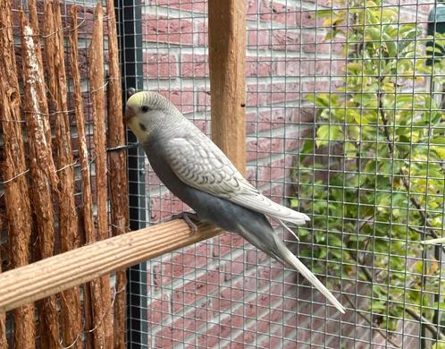 Grasparkieten, Dieren en Toebehoren, Vogels | Overige Vogels, Mannelijk
