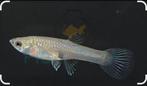 Gezocht endler gup vrouw, Dieren en Toebehoren, Vissen | Aquariumvissen, Vis