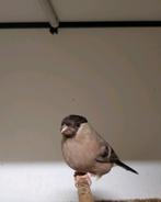 Bruine goudvink pop, Dieren en Toebehoren, Vrouwelijk, Wildzangvogel