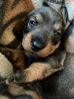 Aangeboden: twee korthaar dwergteckel pups (teefjes), Dieren en Toebehoren, Honden | Teckels en Dashonden, Parvo, 8 tot 15 weken