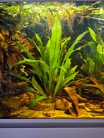 Echinodorus Bleheri xl, Ophalen of Verzenden, Plant(en), Steen of Hout