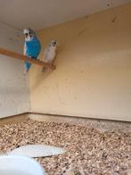 grasparkieten 2 mannetjes  en  2 poppen, Dieren en Toebehoren, Meerdere dieren, Parkiet