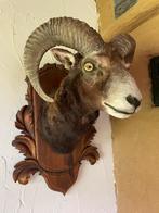 Mouflon preparaat op handgestoken houten schild, Ophalen of Verzenden, Gebruikt, Wild dier, Opgezet dier