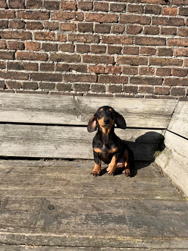2 lieve herplaats teckels, Dieren en Toebehoren, Honden | Teckels en Dashonden, Parvo, Standaard, 15 weken tot 1 jaar, Reu
