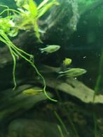 Koperzalm, Hasemania Nana, Dieren en Toebehoren, Vis