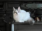 Lieve maine coon poezen, mogen al verhuizen, Meerdere dieren, 0 tot 2 jaar