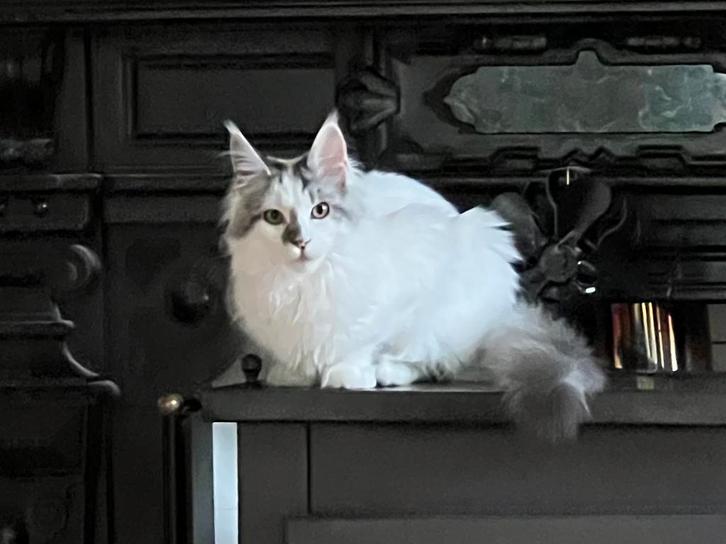 Lieve maine coon poezen, mogen al verhuizen, Dieren en Toebehoren, Katten en Kittens | Raskatten | Langhaar, Meerdere dieren, 0 tot 2 jaar