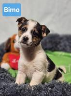 Pup Bimo zoekt een baasje, Dieren en Toebehoren, 15 weken tot 1 jaar, Buitenland, Parvo, Eén hond