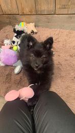 Keeshond pup, Keeshond, 8 tot 15 weken, Teef, Parvo