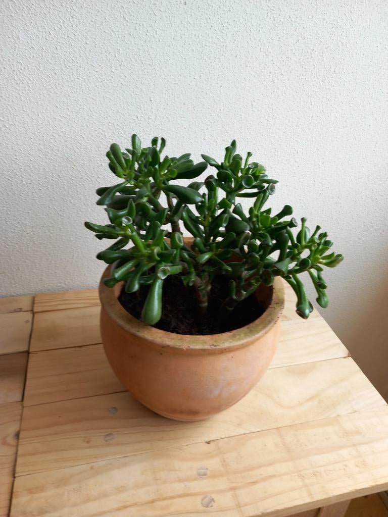 Jadeplant/Crassula met terracotta pot., Huis en Inrichting, Kamerplanten, Ophalen, Halfschaduw, Minder dan 100 cm