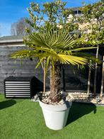 Palm in pot te koop, Tuin en Terras, Planten | Bomen, 100 tot 250 cm, Zomer, Palmboom, Ophalen