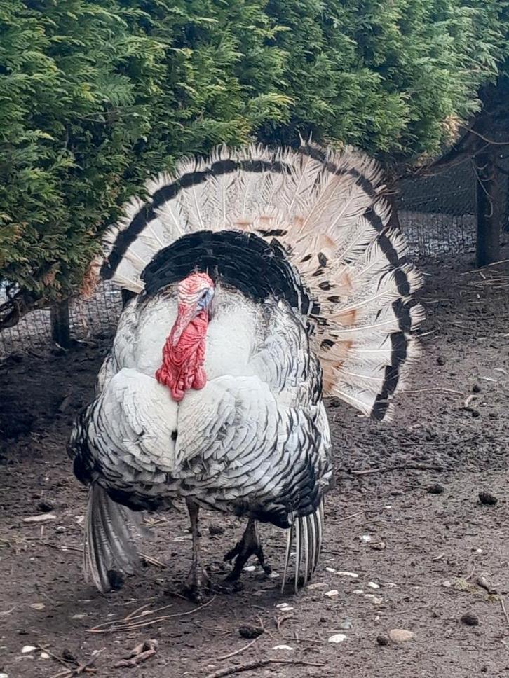 Broedeieren kalkoenen, Dieren en Toebehoren, Pluimvee, Kalkoen, Geslacht onbekend