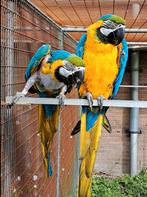 Koppel blauwgele ara, Dieren en Toebehoren, Vogels | Parkieten en Papegaaien, Meerdere dieren, Papegaai