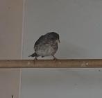 Edelzanger 2025, Vrouwelijk, Tropenvogel