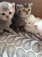 Britse korthaar kittens Laatste 2 😍, Geslacht onbekend, Gechipt, 0 tot 2 jaar