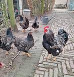 Broedeieren zilver dubbelgezoomde Barnevelder, Dieren en Toebehoren