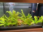 Juwel aquarium 70 liter, Dieren en Toebehoren, Ophalen, Gebruikt, Gevuld zoetwateraquarium