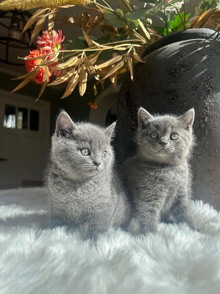 Lieve Britse korthaar kittens, Dieren en Toebehoren, Katten en Kittens | Raskatten | Korthaar, Meerdere dieren