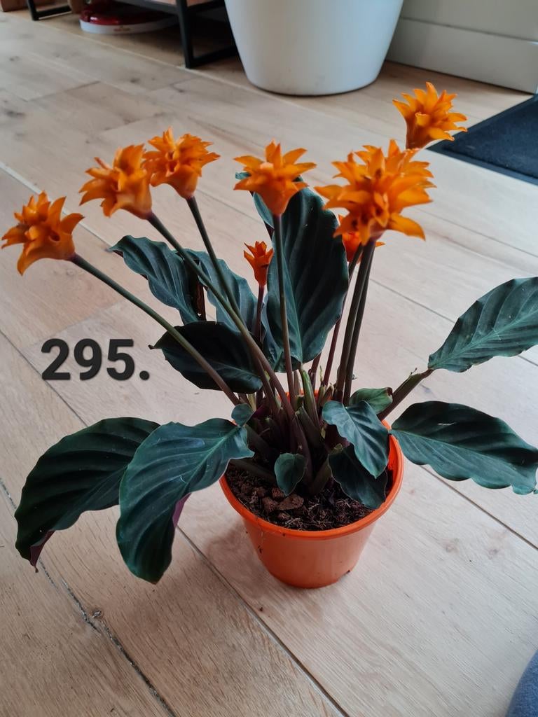 Calathea tassmania, 35cm hoog, kamerplant, Ophalen of Verzenden, Halfschaduw, Minder dan 100 cm